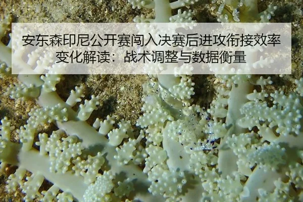 安东森印尼公开赛闯入决赛后进攻衔接效率变化解读：战术调整与数据衡量